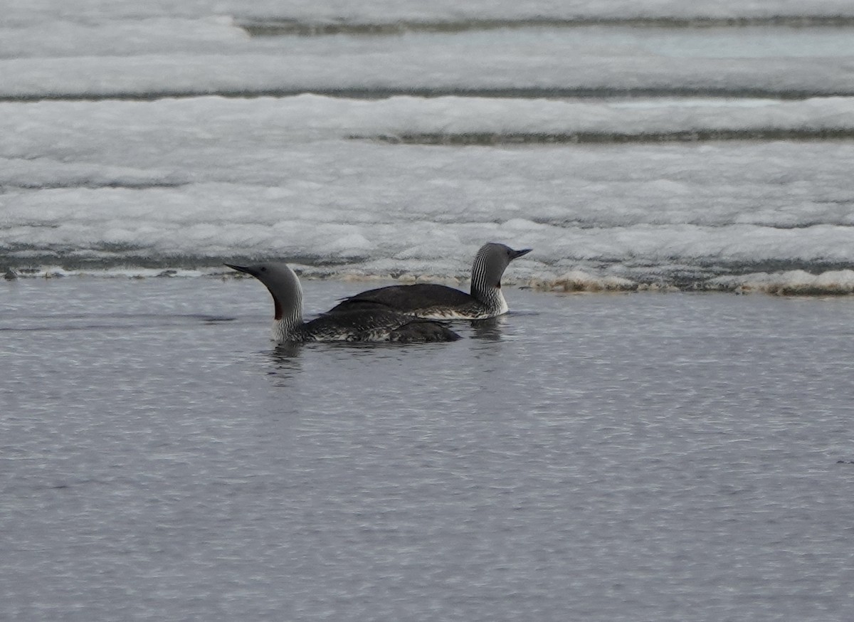 Red-throated Loon - ML589803411