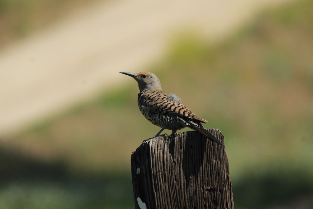 Northern Flicker (Red-shafted) - ML589803441