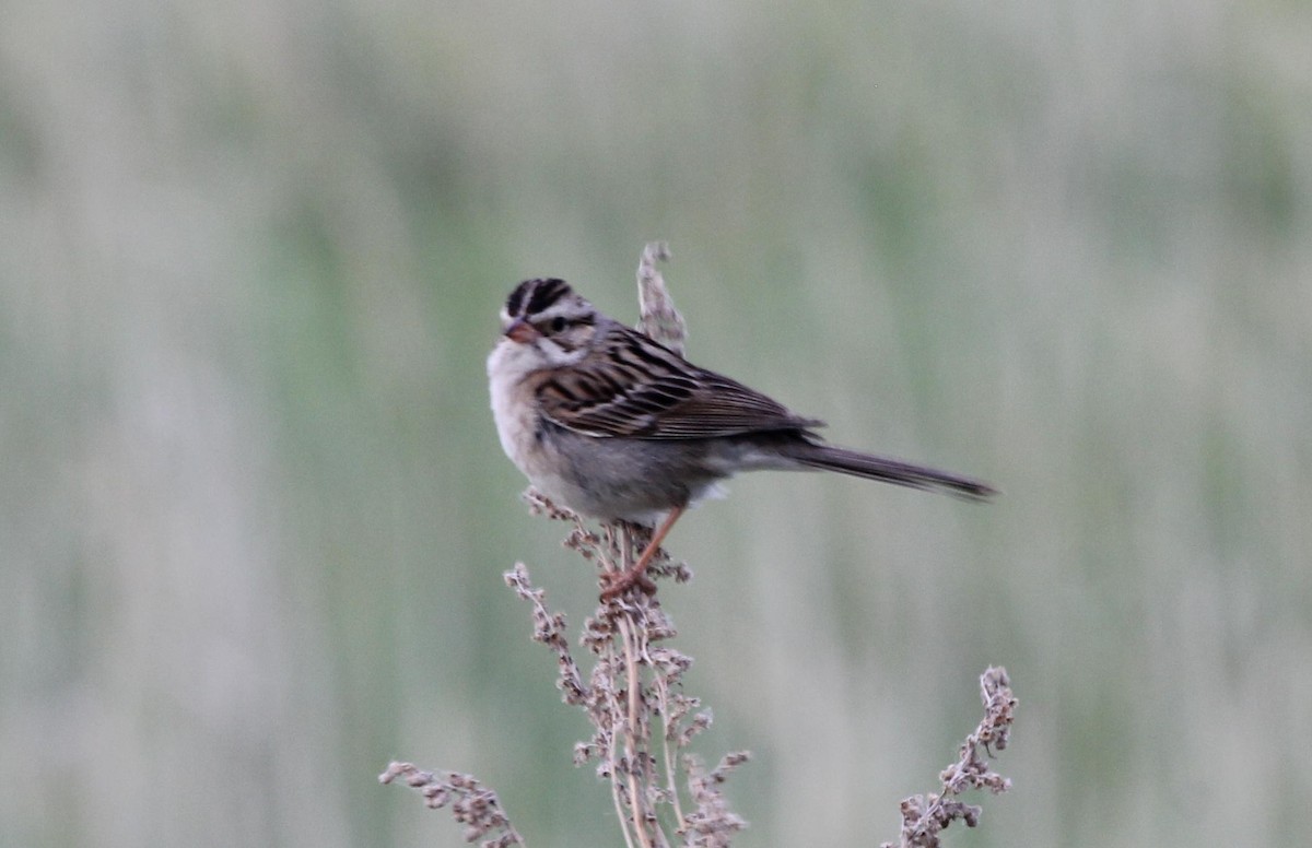 Clay-colored Sparrow - ML589803601