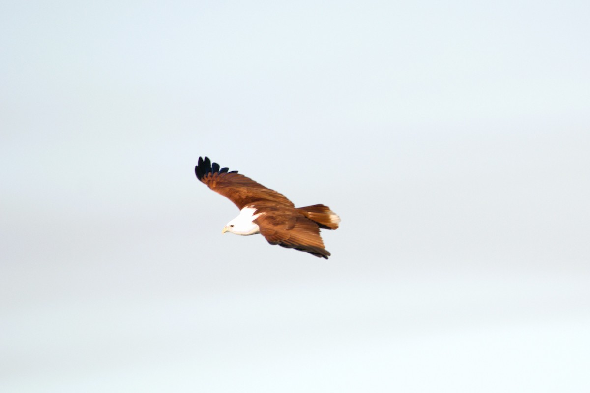 Brahminy Kite - ML589803831