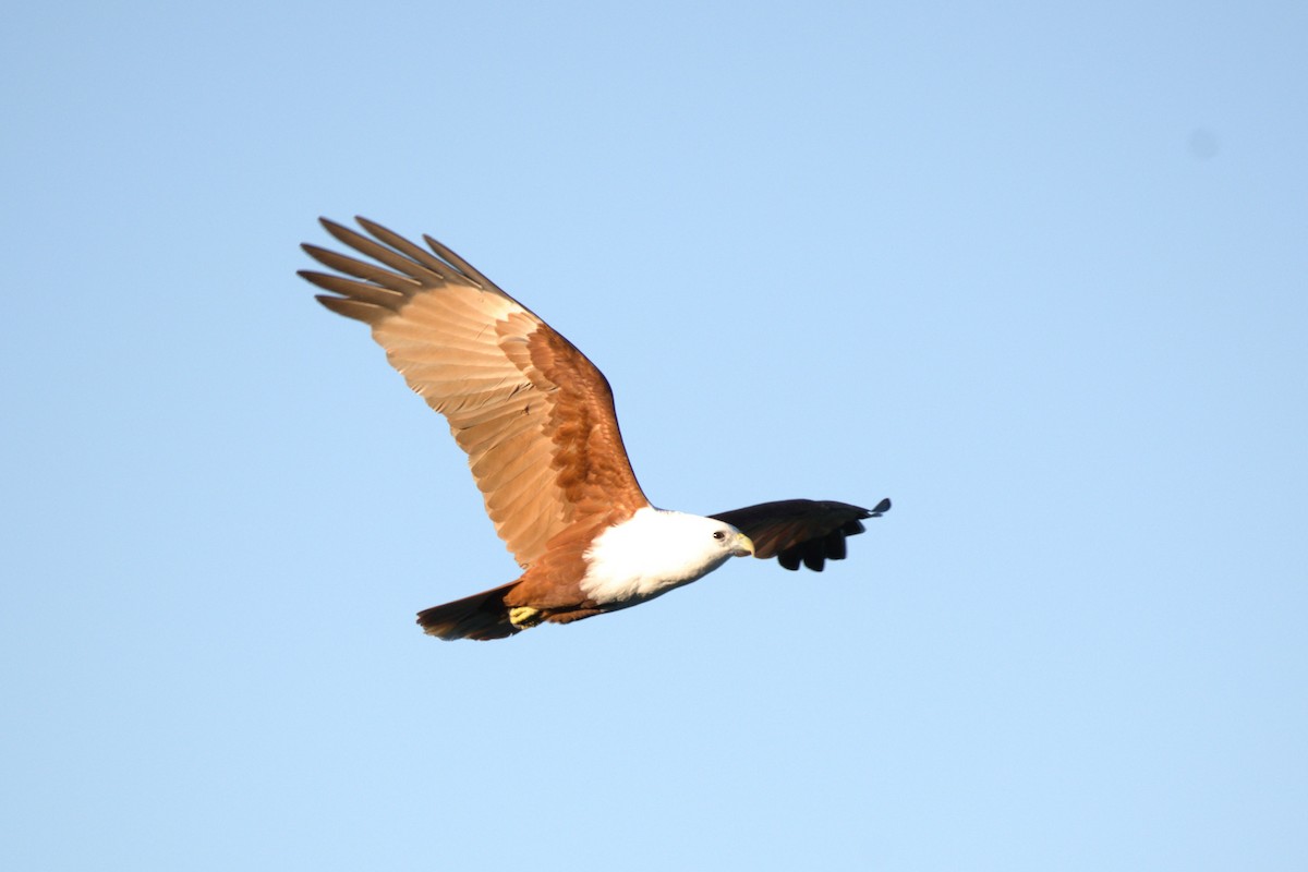 luňák bělohlavý - ML589803841