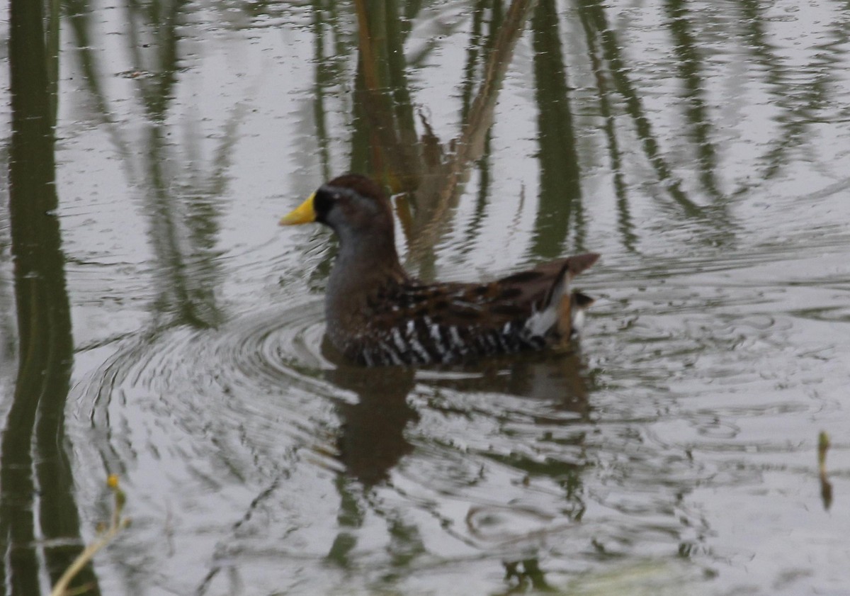 Polluela Sora - ML589804041