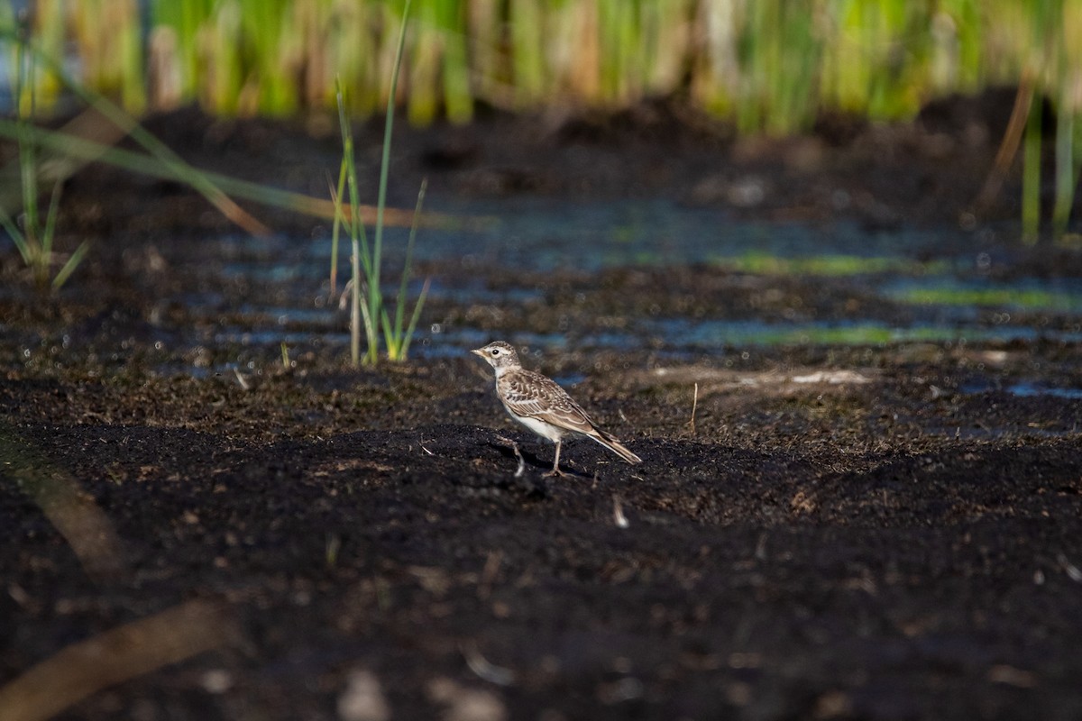 צחיחנית חרמון - ML589804261