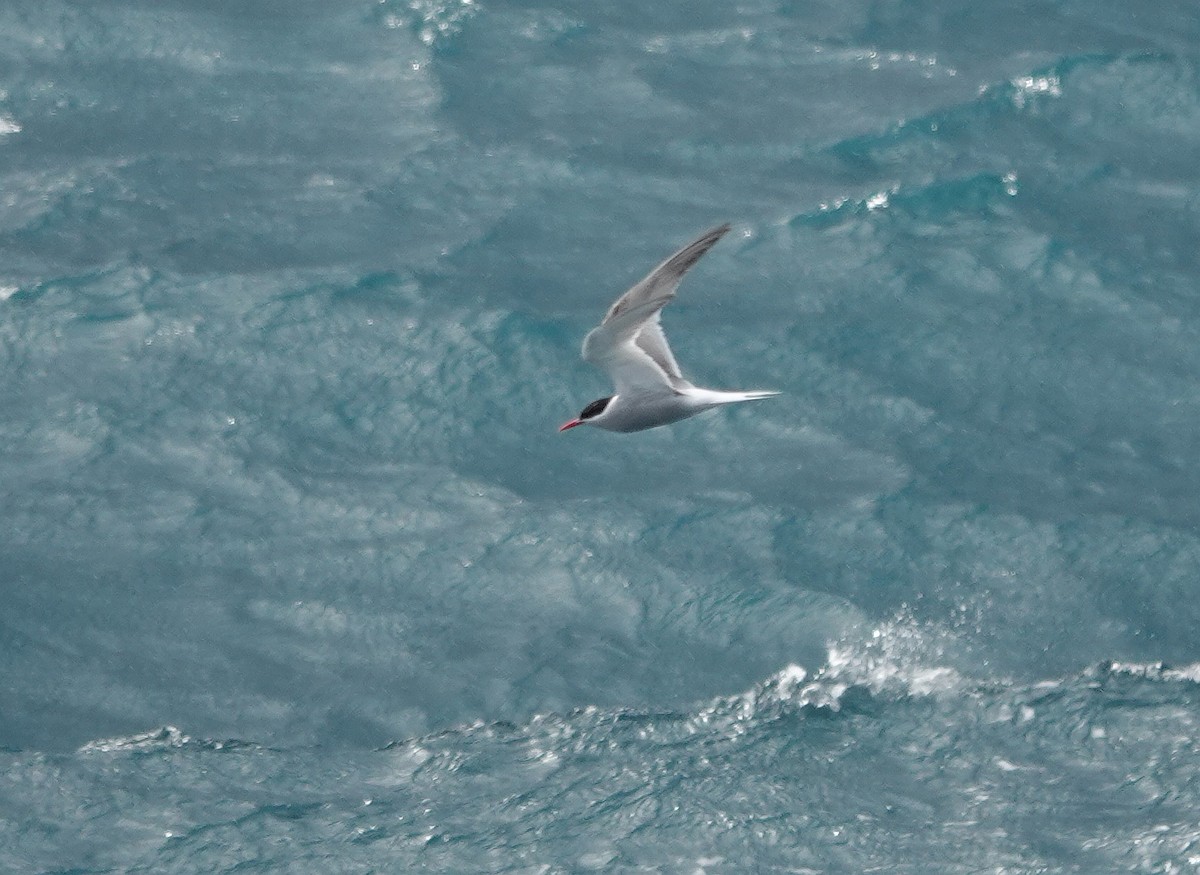 Antarctic Tern (South Georgia) - ML589804371