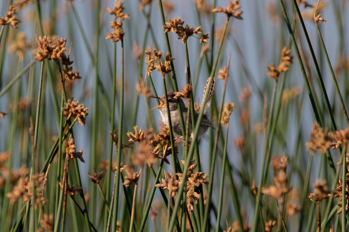 Marsh Wren - ML589804551
