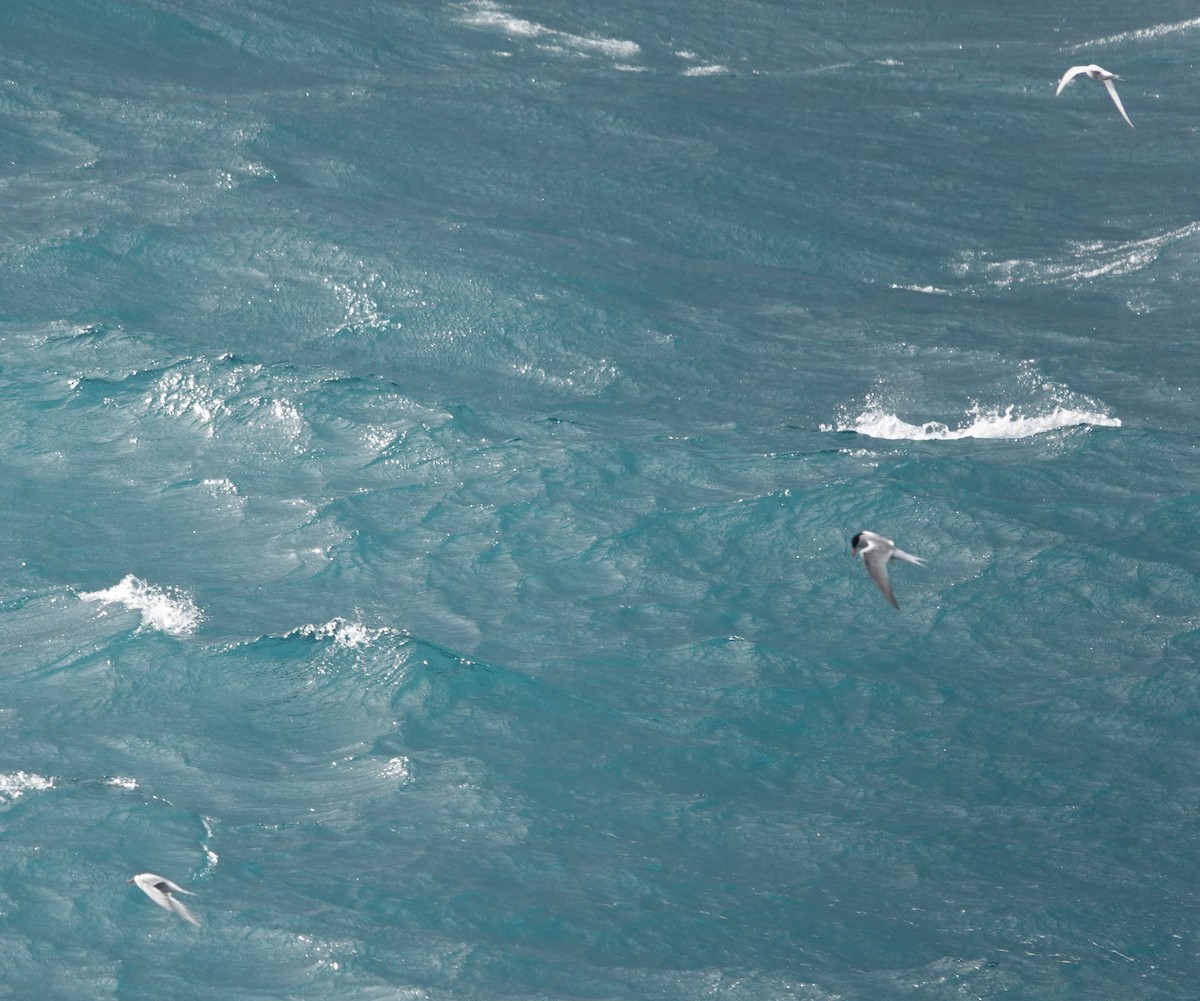 Antarctic Tern (South Georgia) - ML589804571