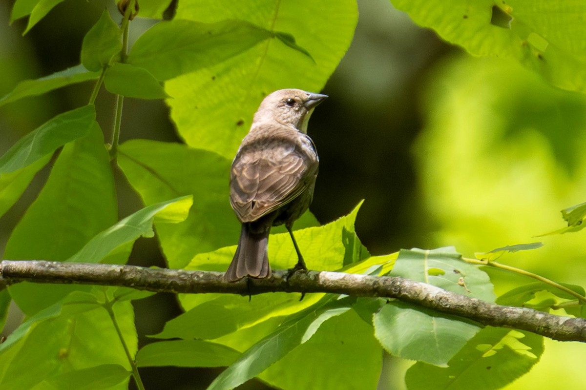 Brown-headed Cowbird - ML589805061