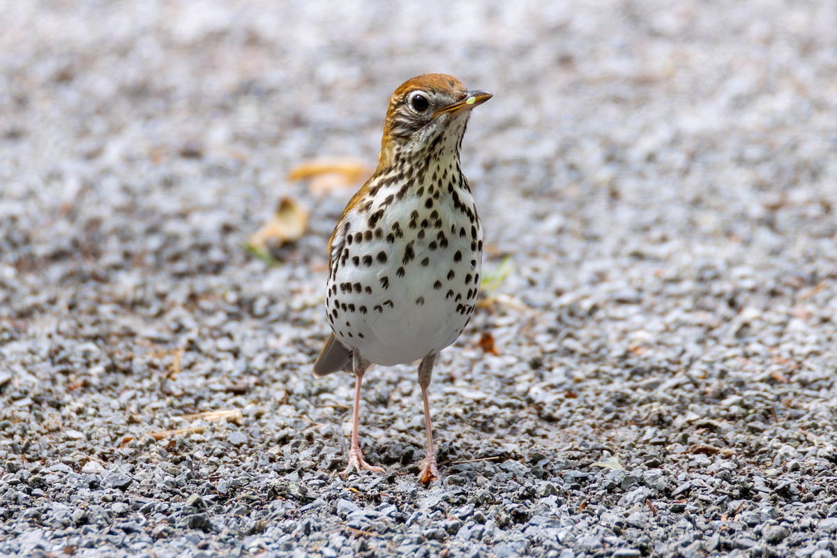 Wood Thrush - ML589805071