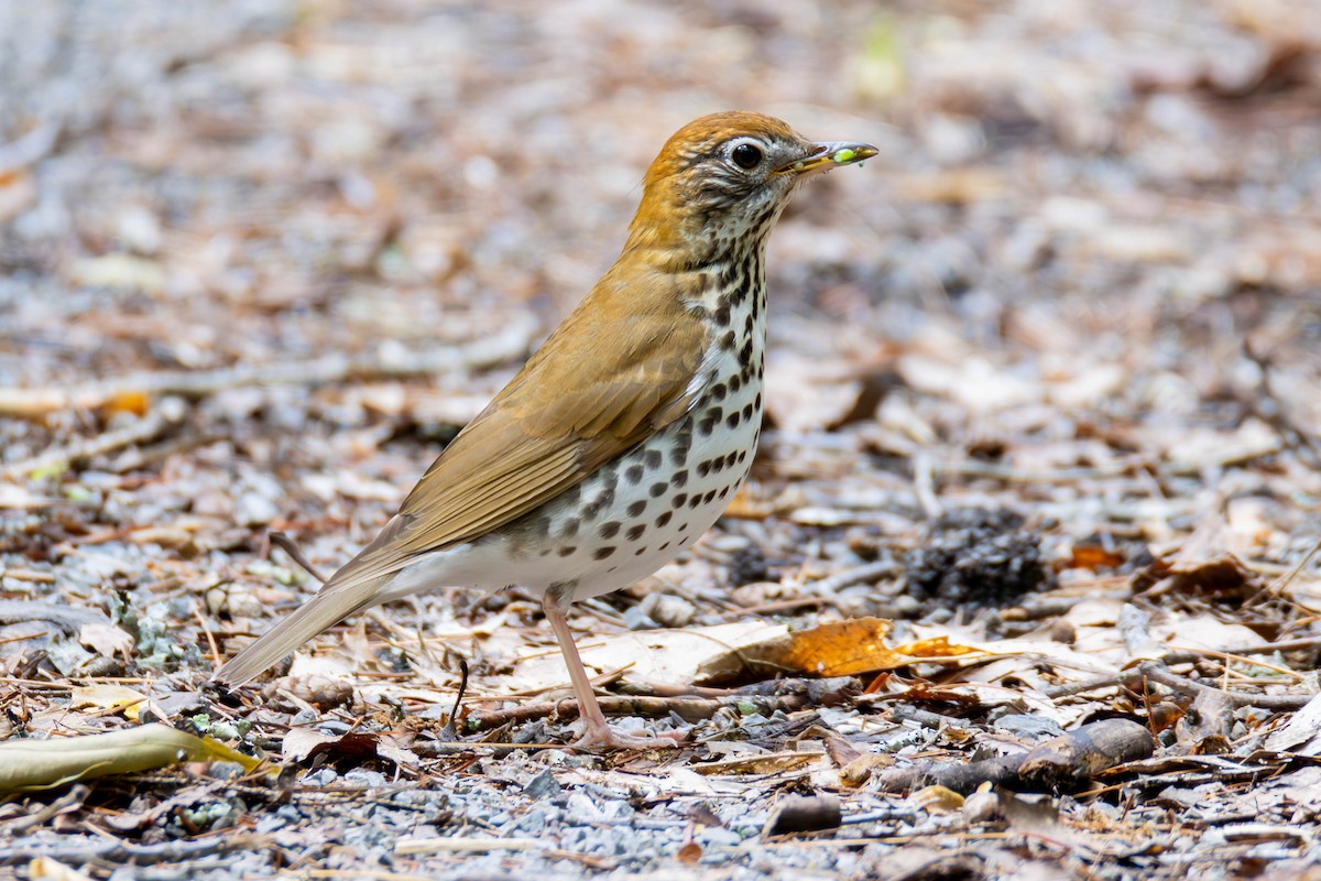 Wood Thrush - ML589805081
