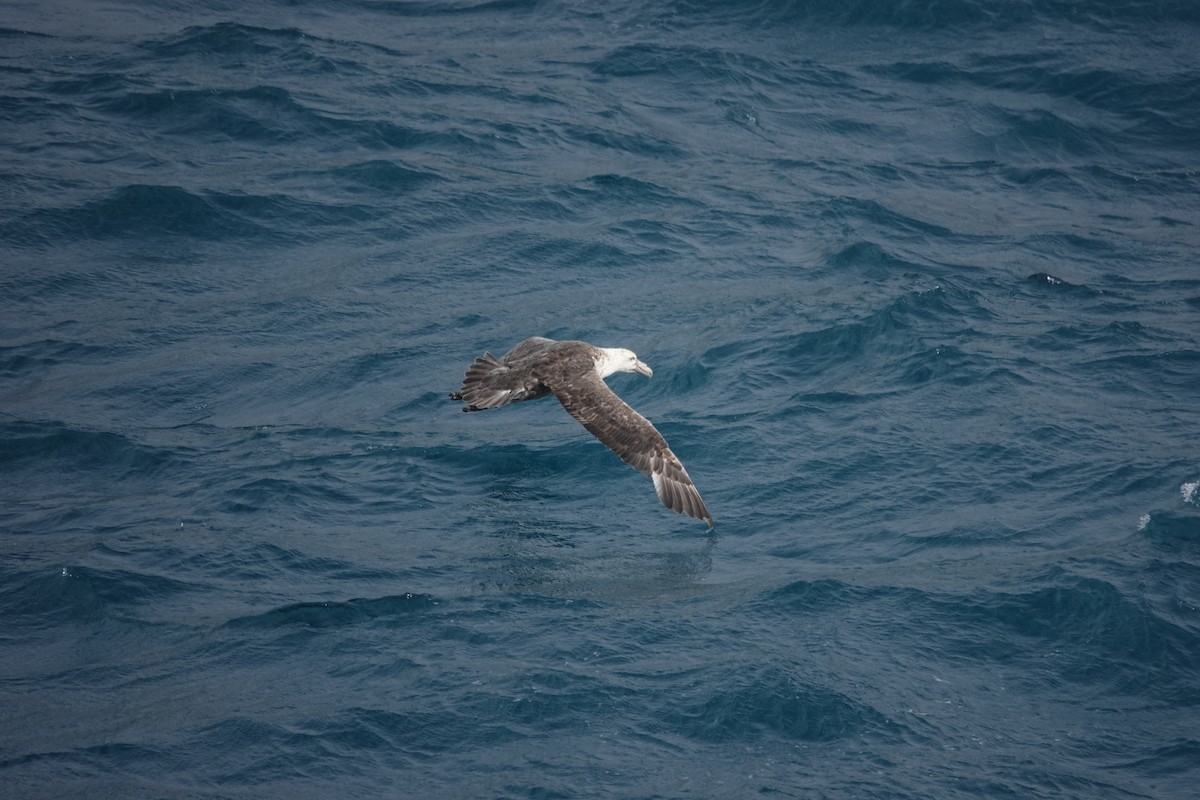 Southern Giant-Petrel - ML589805921