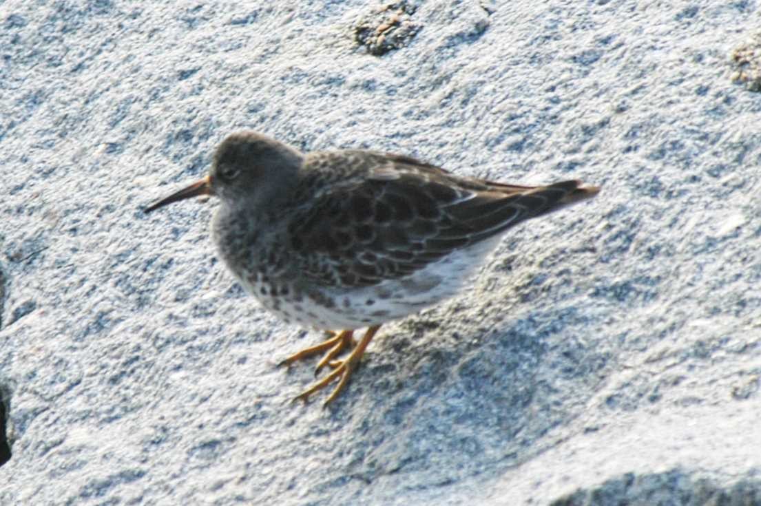 Purple Sandpiper - ML589806091