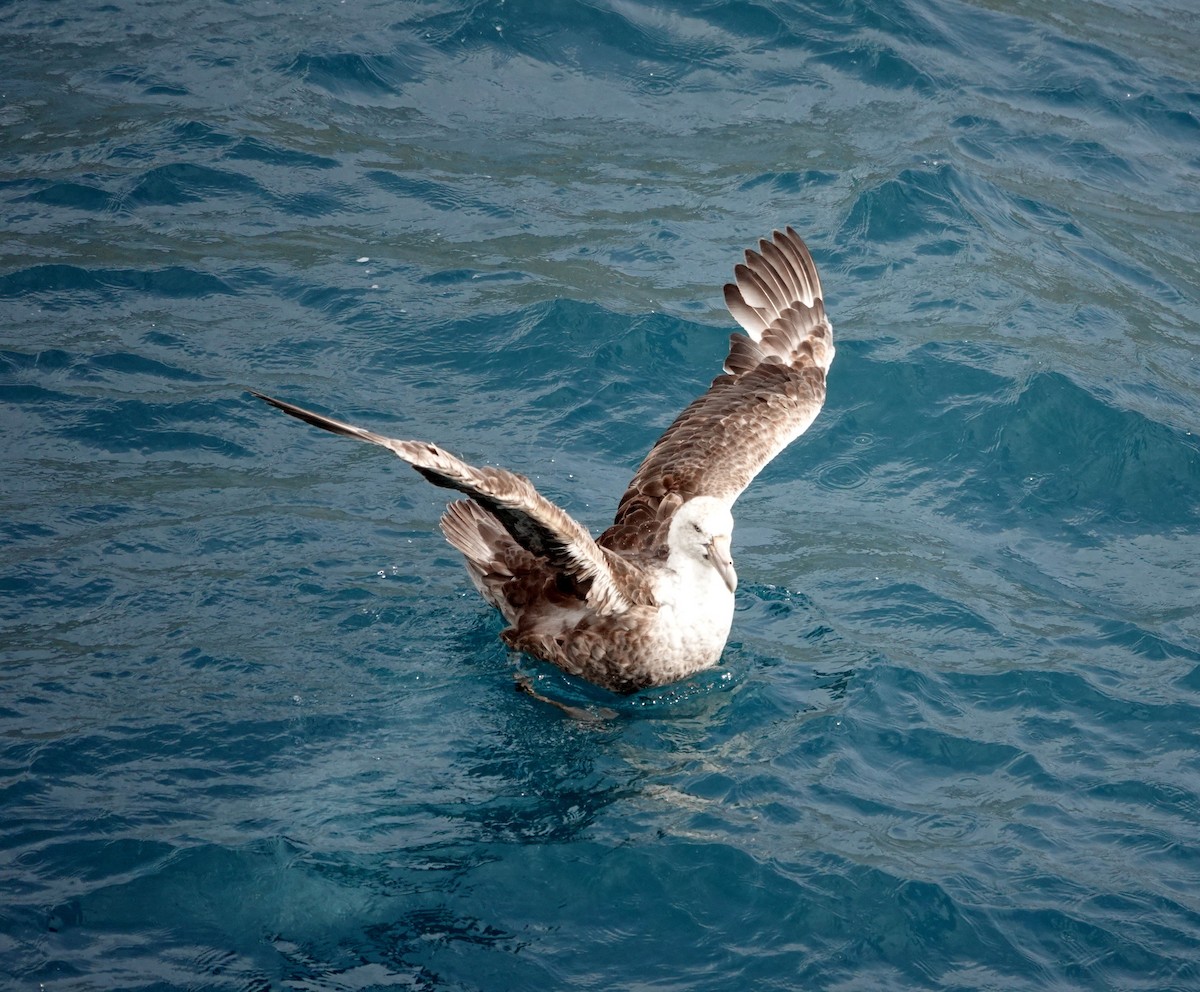 Southern Giant-Petrel - ML589806511