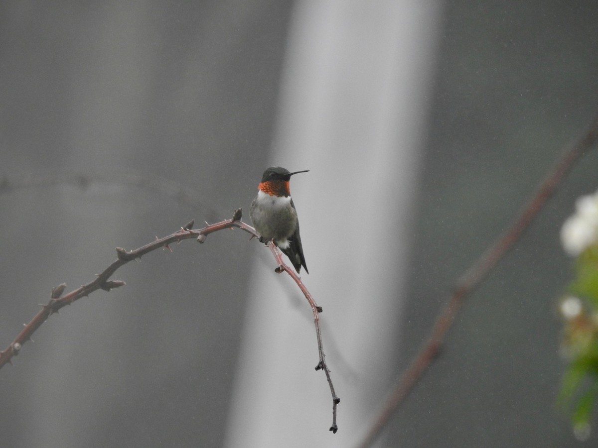 Ruby-throated Hummingbird - ML589807141