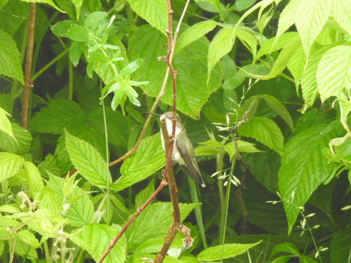 Ruby-throated Hummingbird - ML589807151