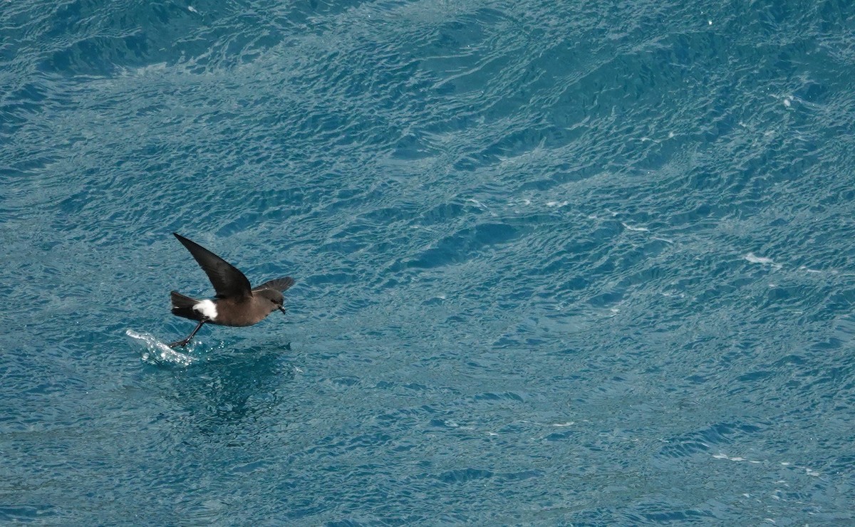 Wilson's Storm-Petrel (Wilson's) - ML589807961