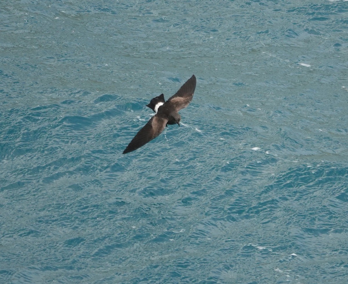 Paíño de Wilson (oceanicus/exasperatus) - ML589808071