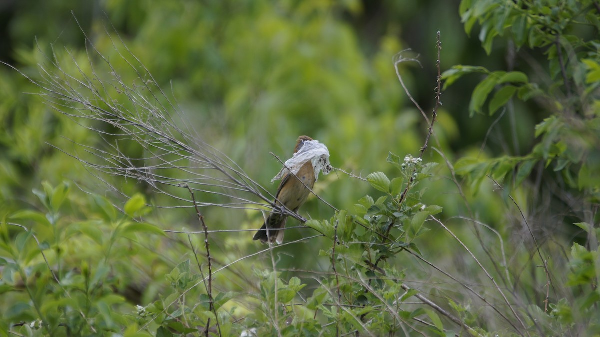 Blue Grosbeak - ML58980811