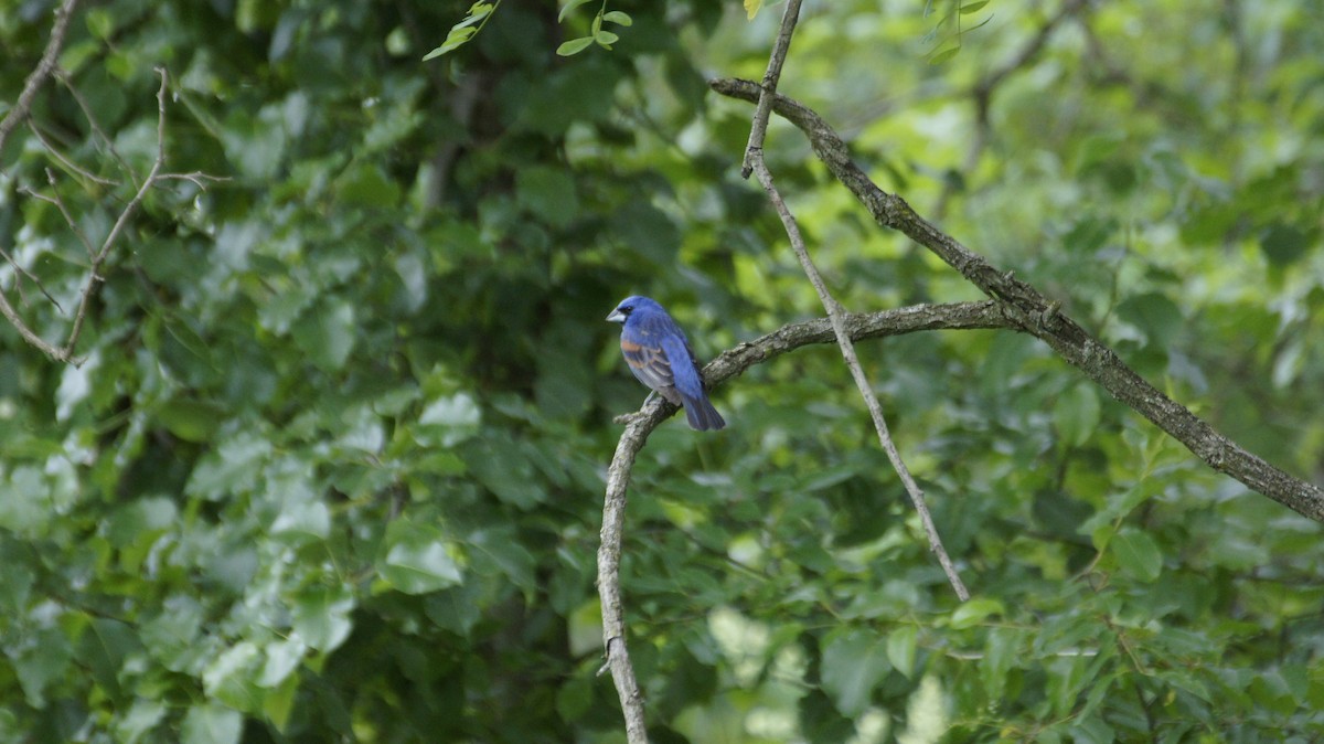 Blue Grosbeak - ML58980851