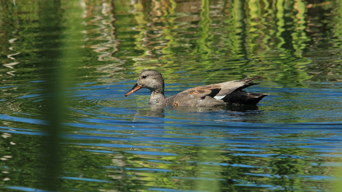 Gadwall - Castin Cousino