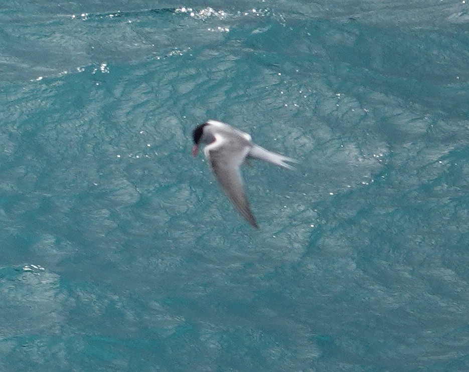 Antarctic Tern (South Georgia) - ML589809021