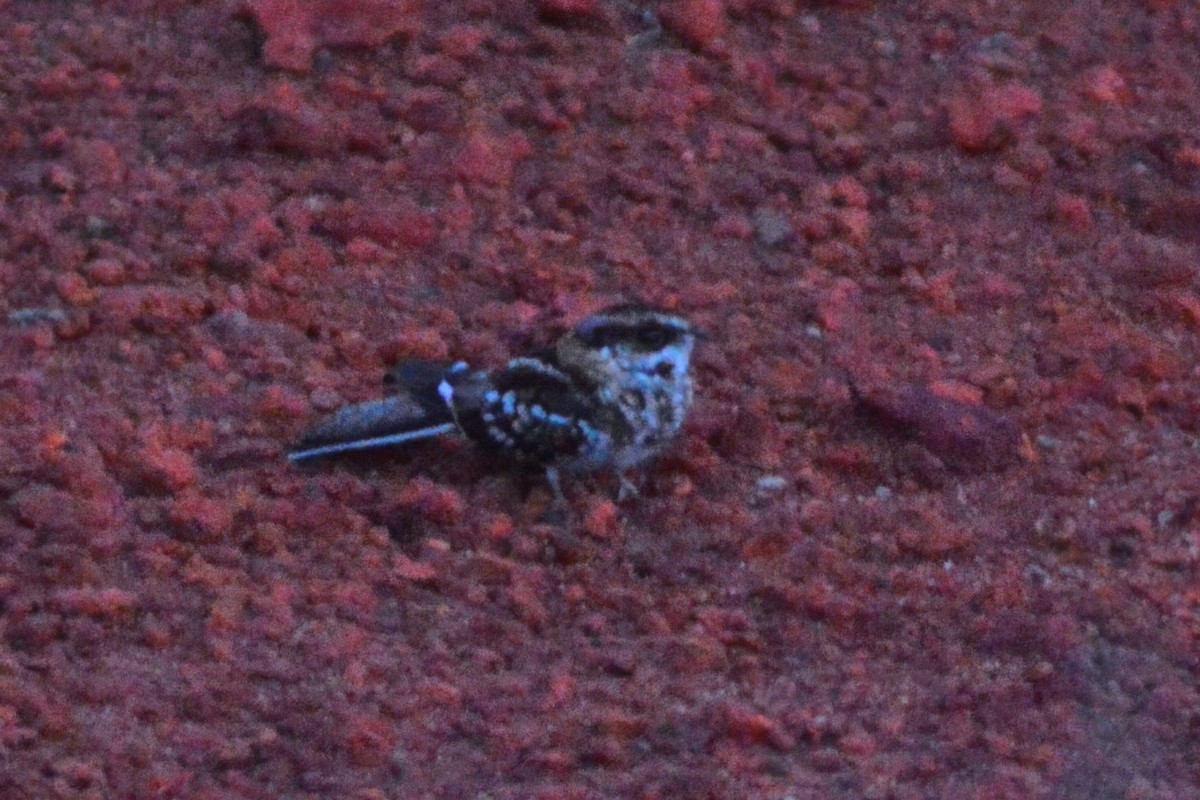 White-tailed Nightjar - ML589809781