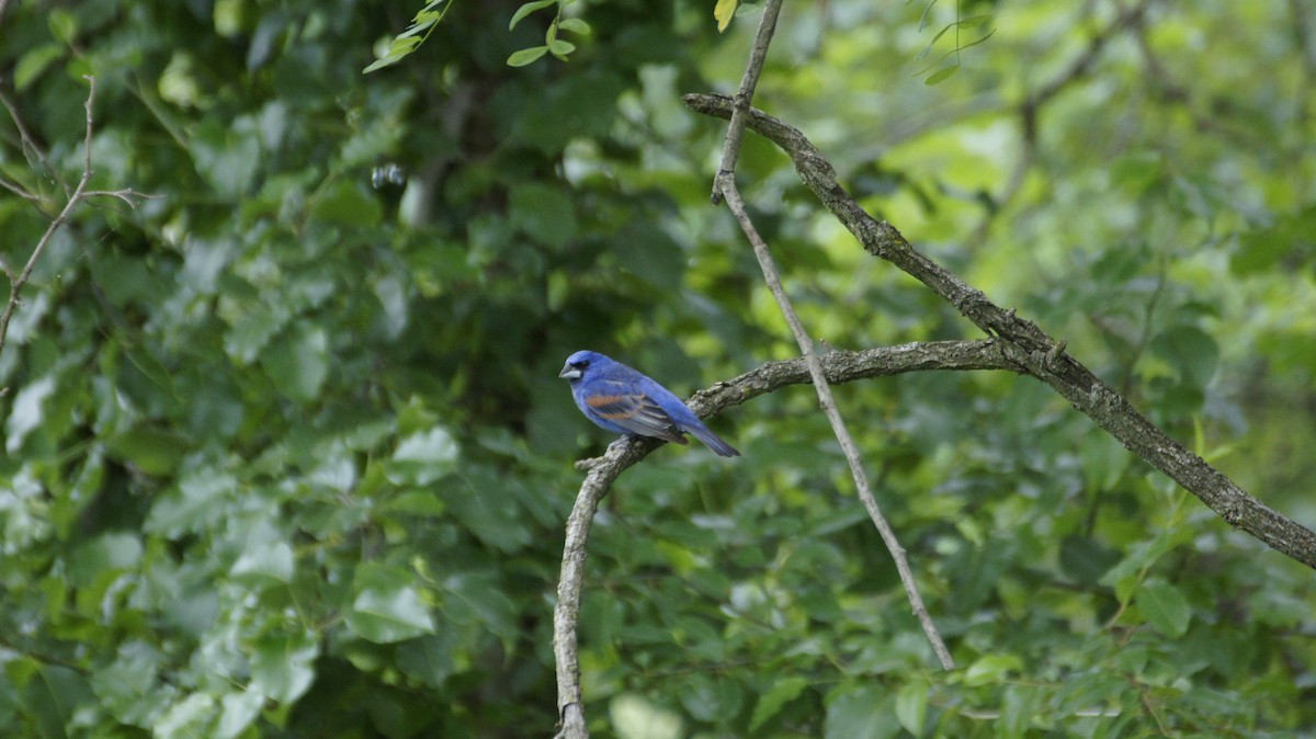 Blue Grosbeak - ML58981031