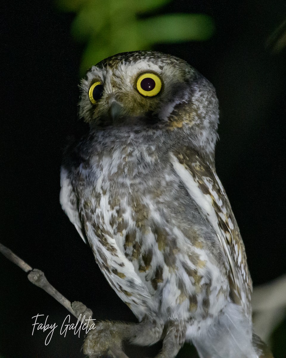 Elf Owl - ML589810371