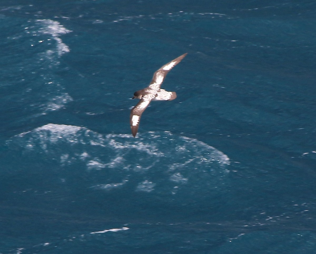 Cape Petrel (Antarctic) - ML589810751