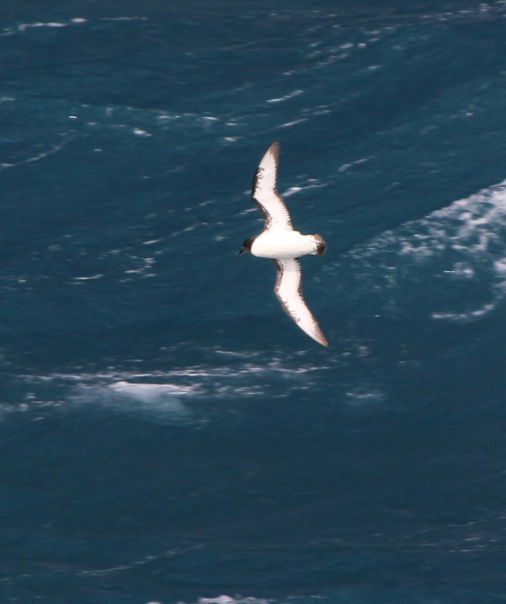 Cape Petrel (Antarctic) - ML589810781