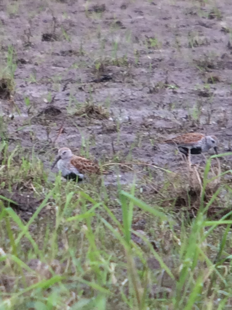 Dunlin - ML58981101