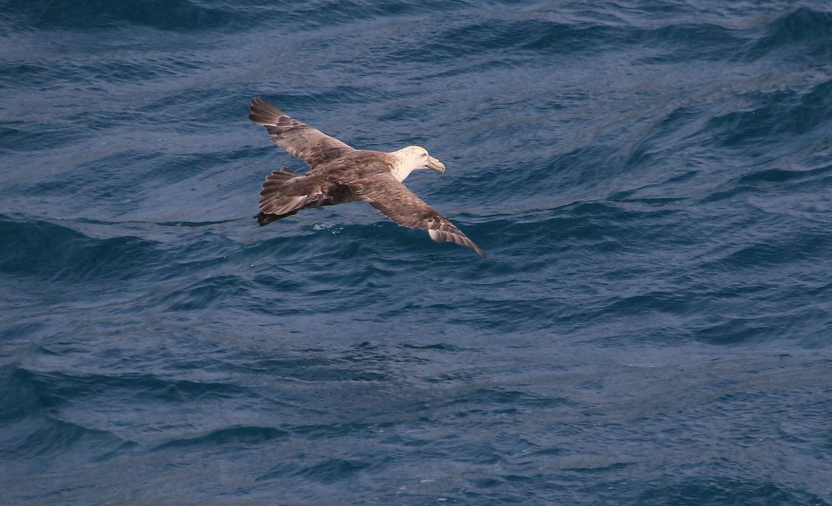 Southern Giant-Petrel - ML589811891