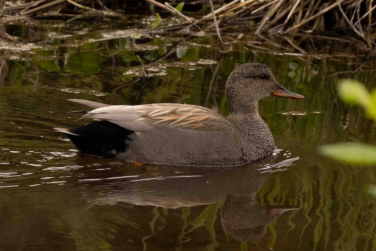 Gadwall - Ann Van Sant