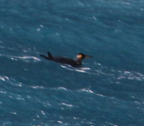 tučňák patagonský - ML589813461
