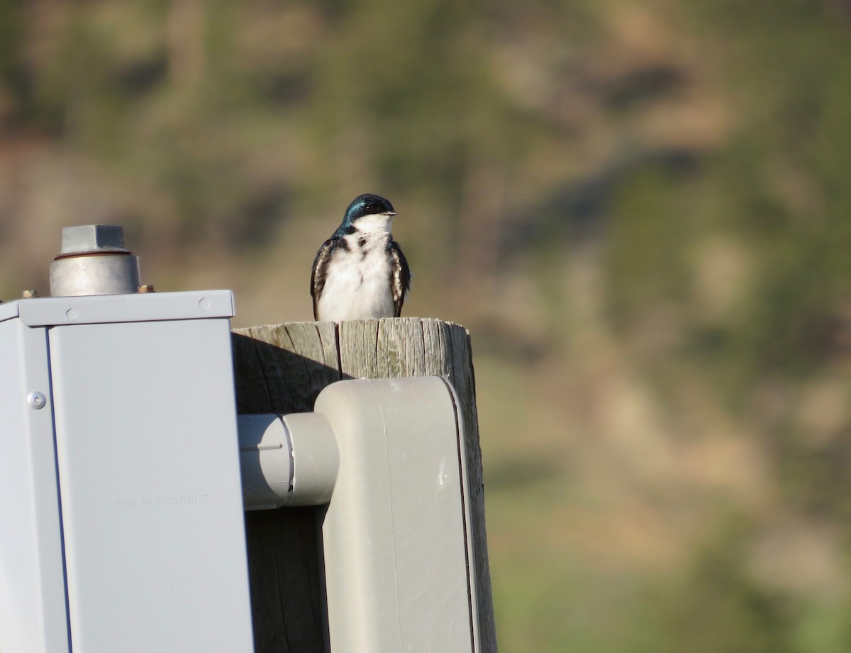 Tree Swallow - Al Zerbe