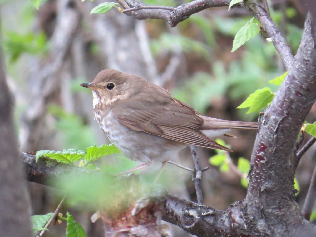 Swainson's Thrush - ML589814071