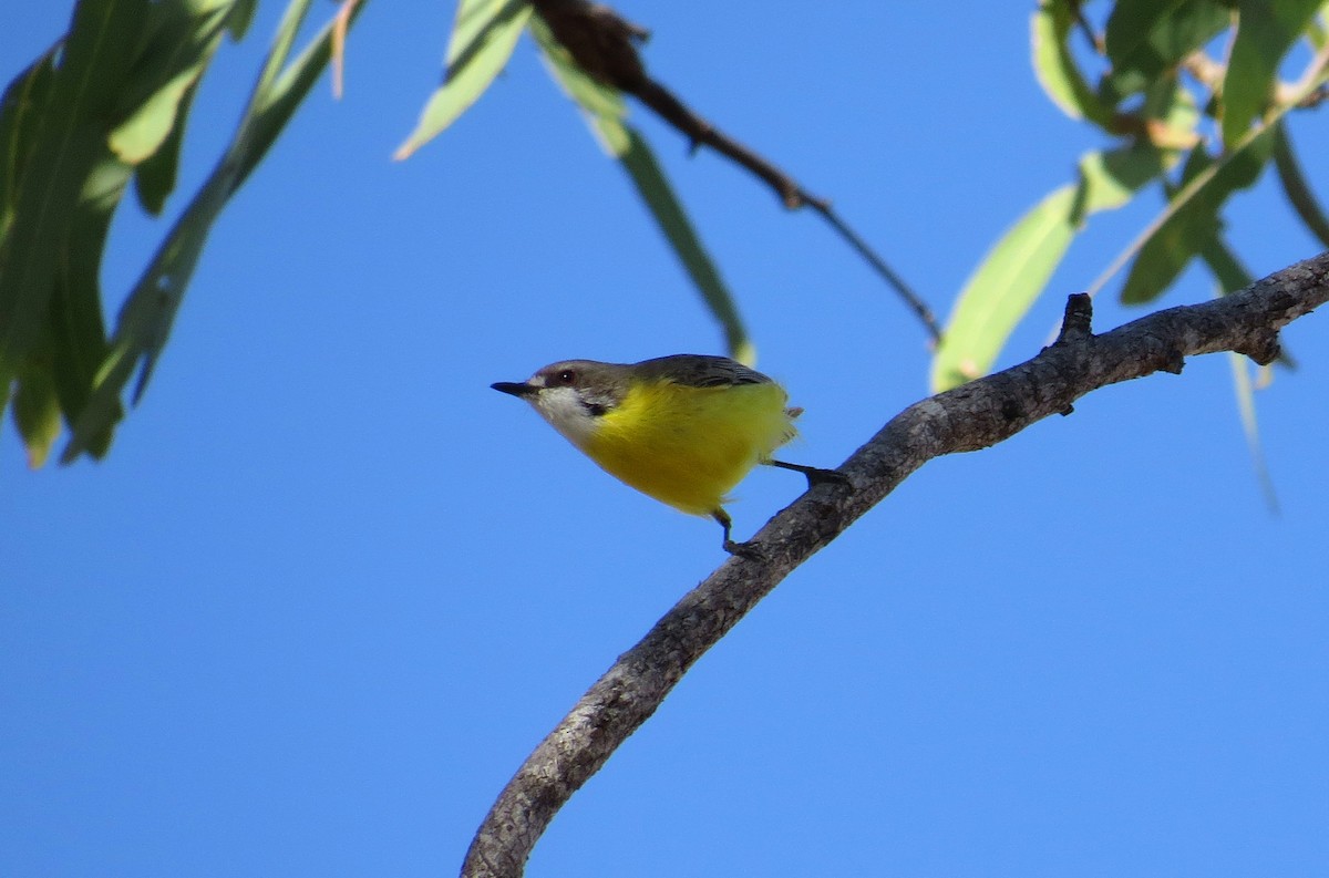 White-throated Gerygone - ML589814131