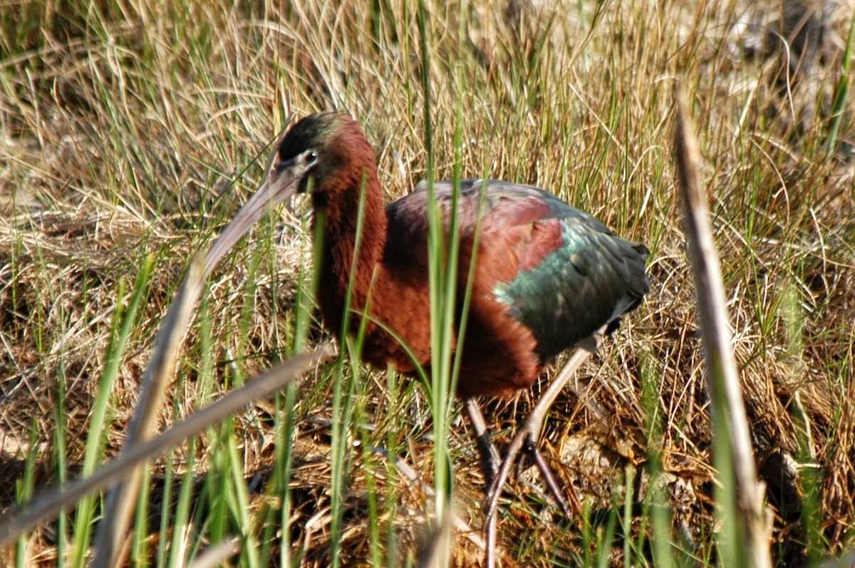 Glossy Ibis - ML589814371
