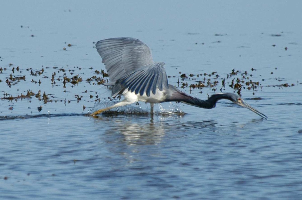 Tricolored Heron - ML589814381