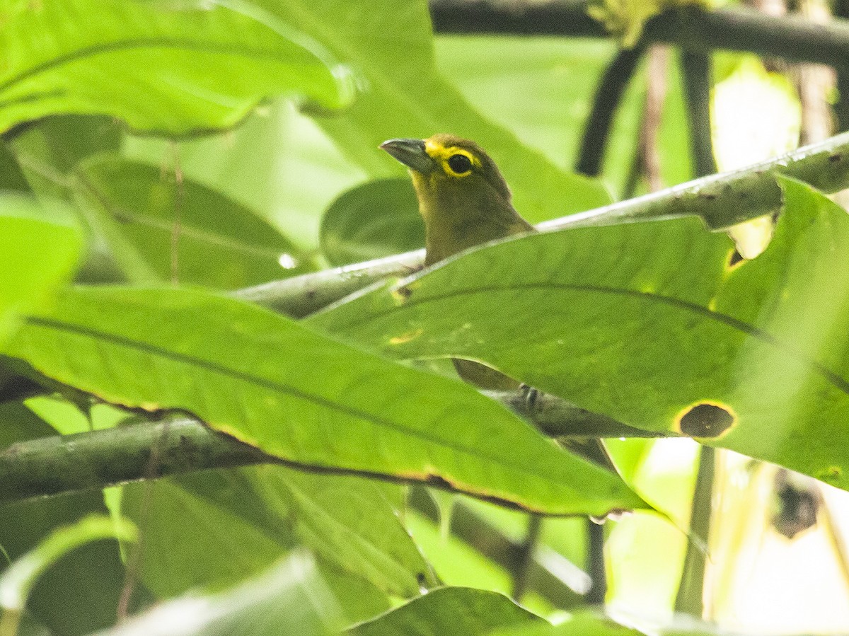 Lemon-spectacled Tanager - ML589815071