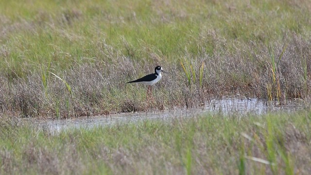 Black-necked Stilt (Black-necked) - ML589815221