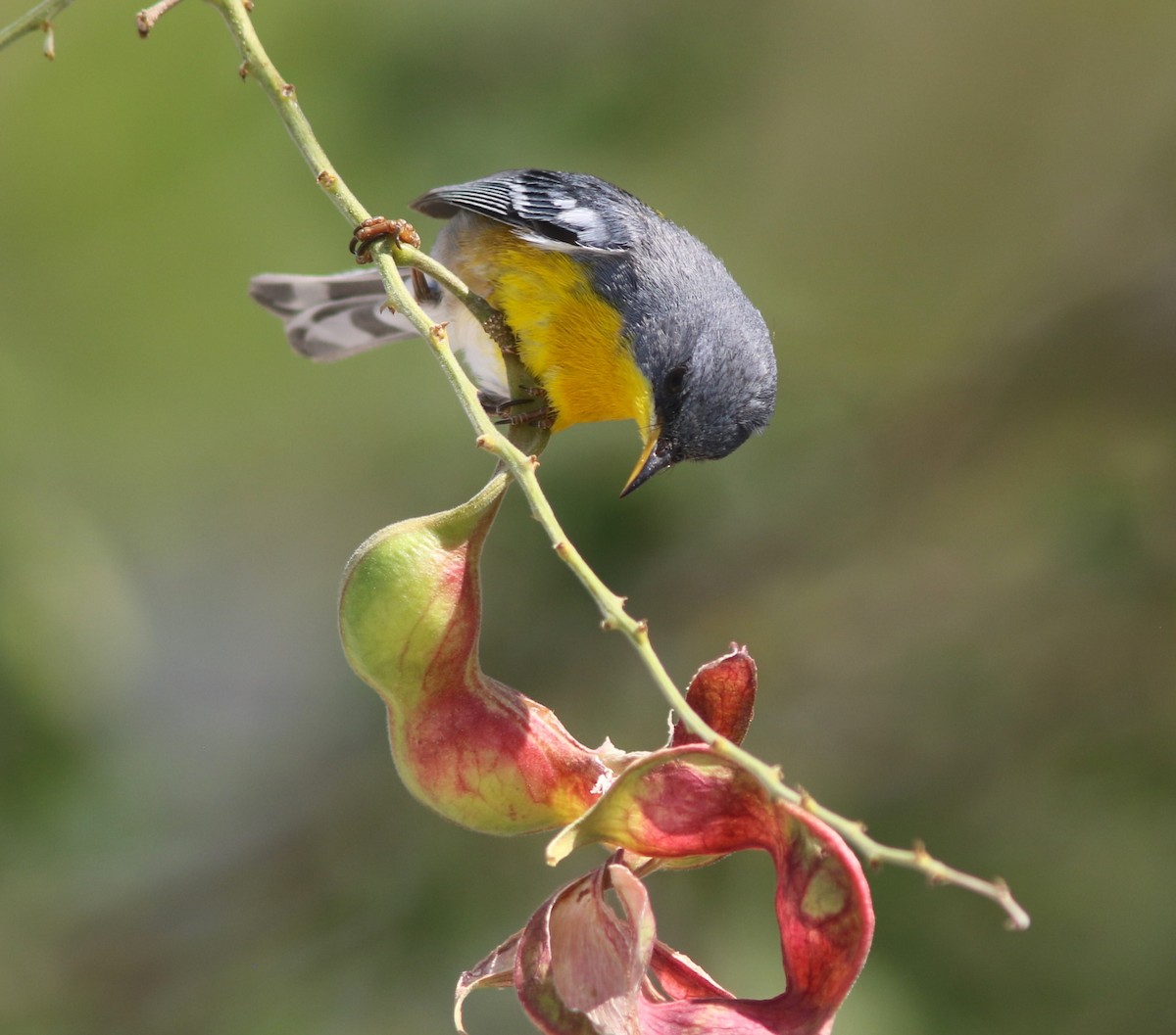 Tropikal Parula (insularis) - ML589815311