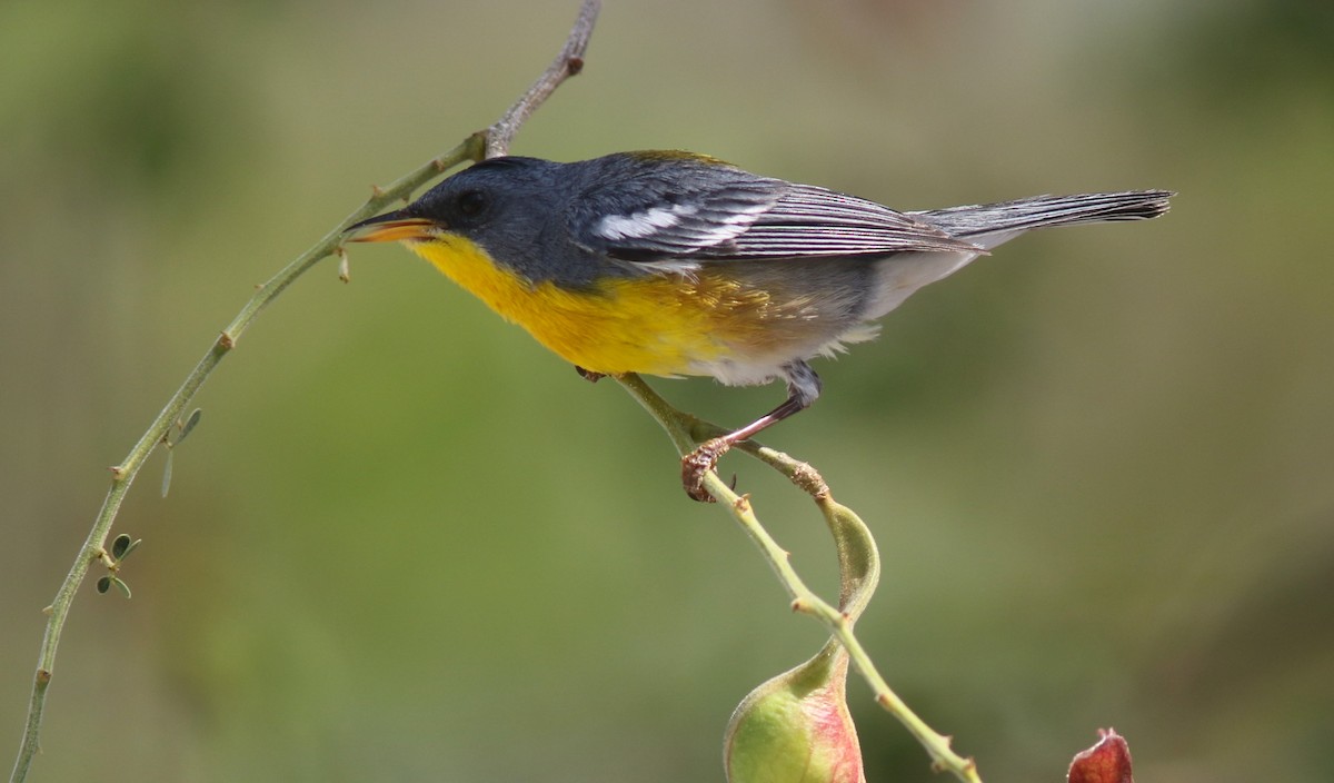 Tropical Parula (Tres Marias Is.) - Amy McAndrews