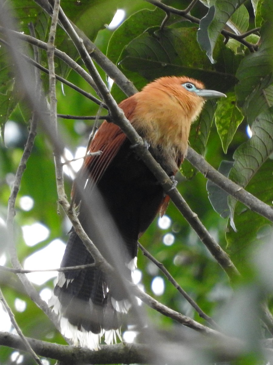 Raffles's Malkoha - ML589816201