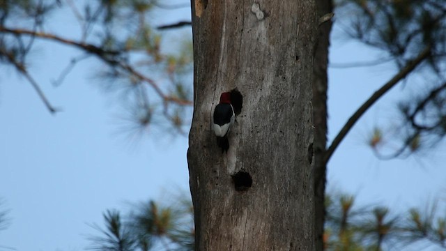 Pic à tête rouge - ML589816511