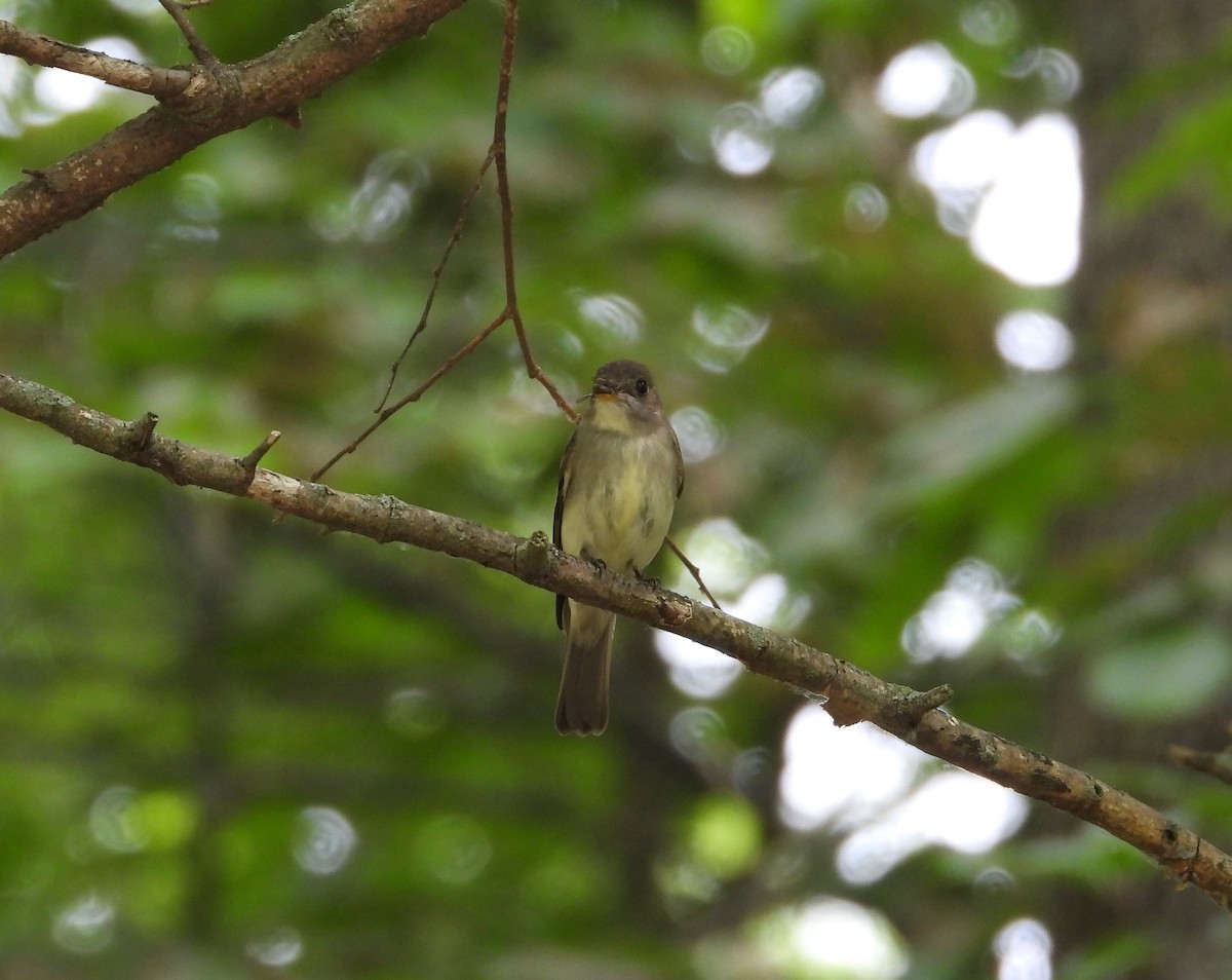 Eastern Wood-Pewee - ML589817061