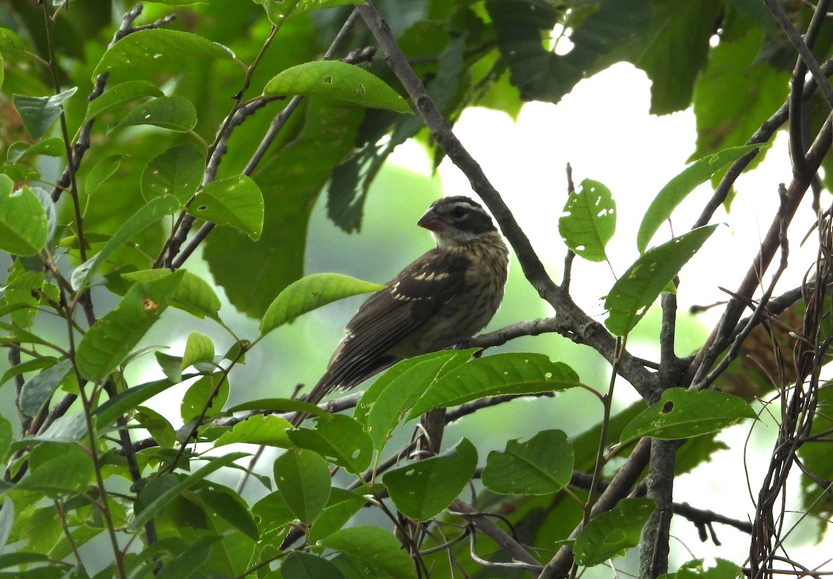 Rose-breasted Grosbeak - ML589817101