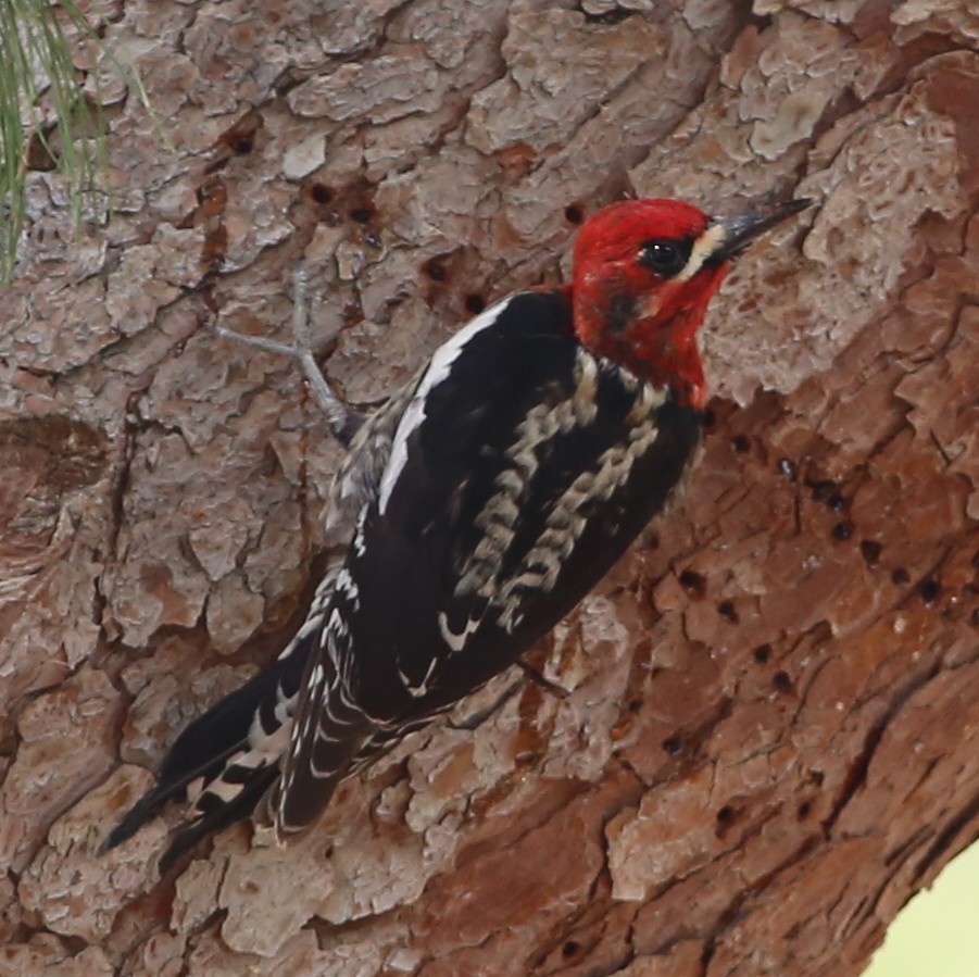 Red-breasted Sapsucker - ML589817411