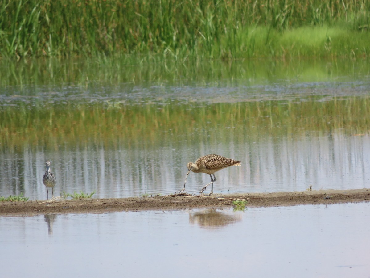 Long-billed Curlew - ML589817701