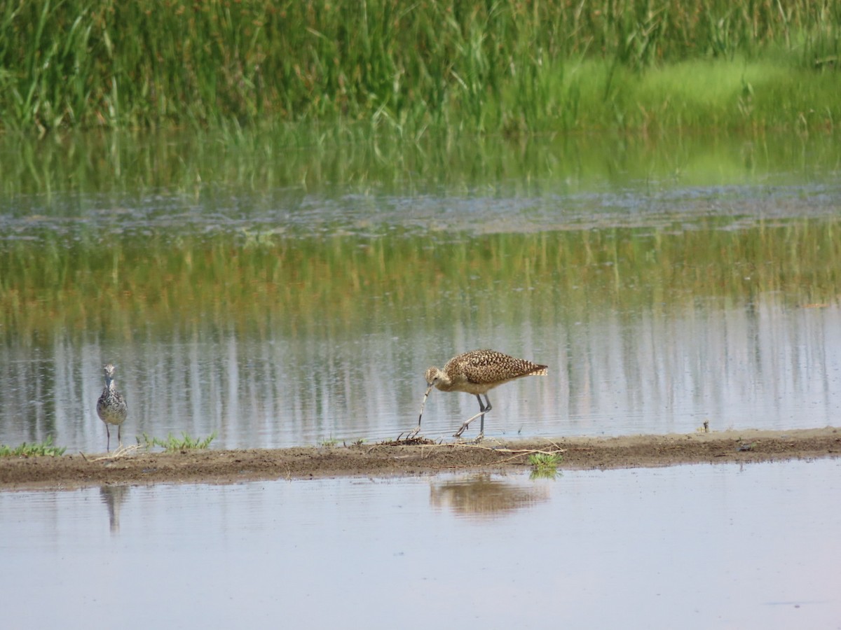 Long-billed Curlew - Nicholas Jeffries