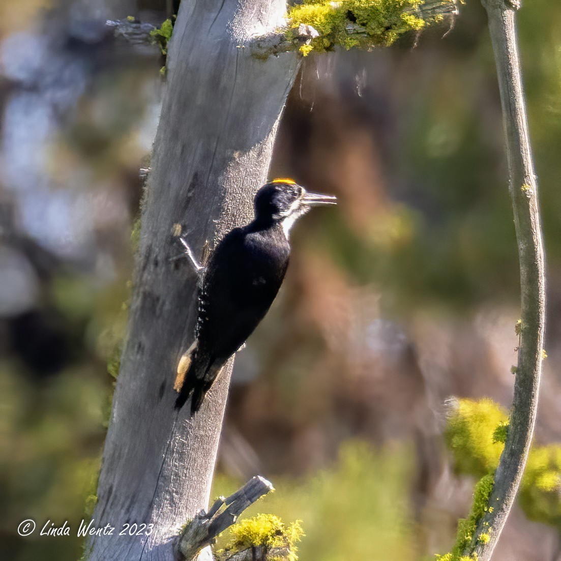 Black-backed Woodpecker - ML589817721